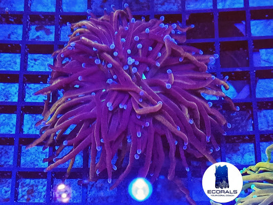 Euphyllia Glabrescens NY Knicks "Double Head"
