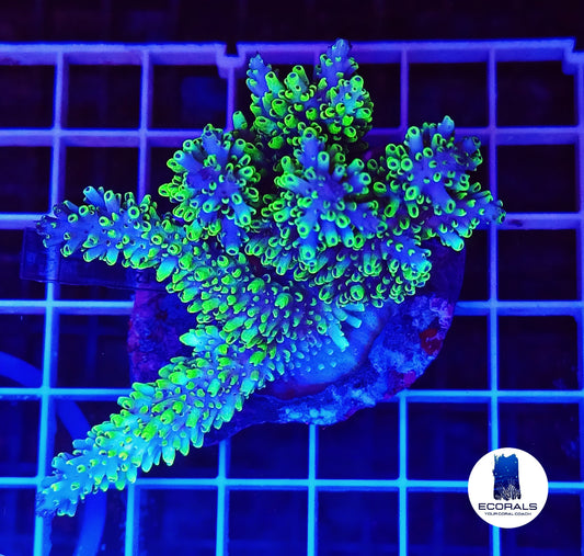 Acropora Abrotanoides