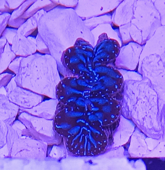 Tridacna Maxima 4cm