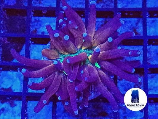 Euphyllia Red Tiger Torch